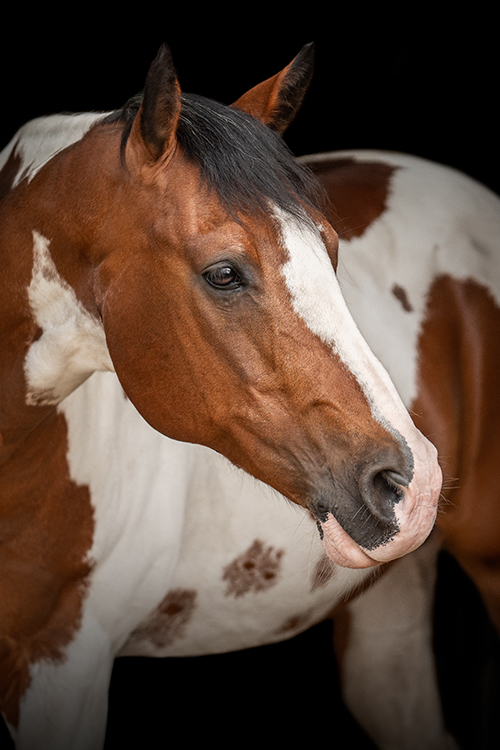 Lexy Horses Adaptive Riding and Terapy