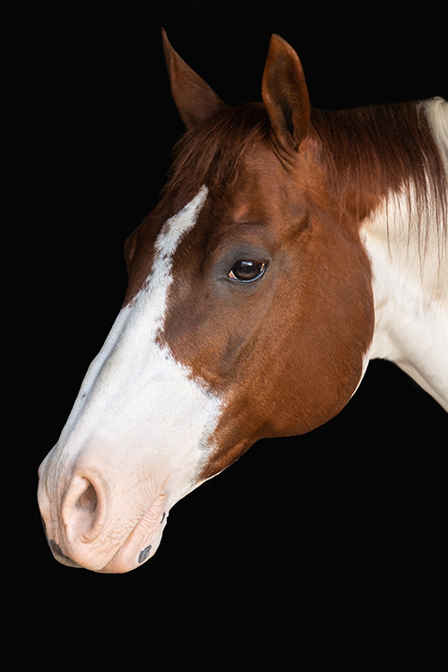 Princess Horses Adaptive Riding and Therapy